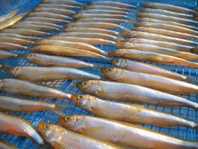 ワカサギの醤油干し