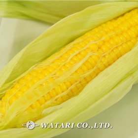 皮付で美味しいとうもろこしの茹で方レンジ