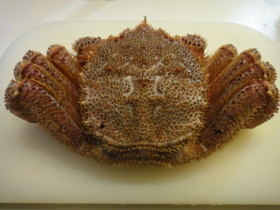 毛蟹のおいしい食べ方